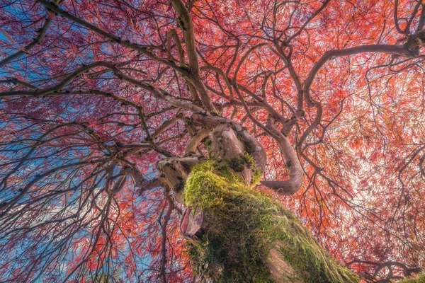 Fotografía Arce Japonés Colores Otoñales Con Cielo Azul Nubes — Foto de Stock