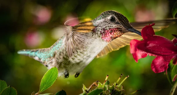 Photograph Hummingbird Visits Colorful Garden — Stock Photo, Image