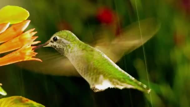 Záběr Kolibřík Návštěv Coralle Fuchsie Heavy Rain Slunečním — Stock video