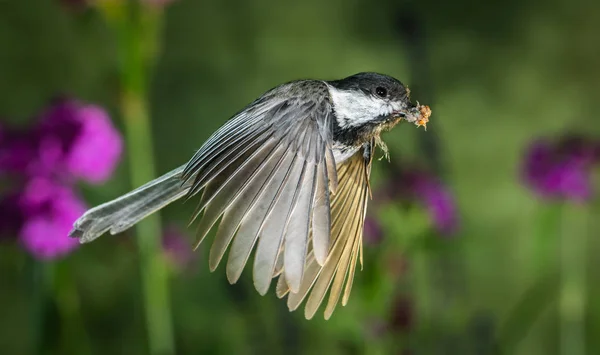 Високошвидкісний Знімок Пташеняти Літає Саду — стокове фото