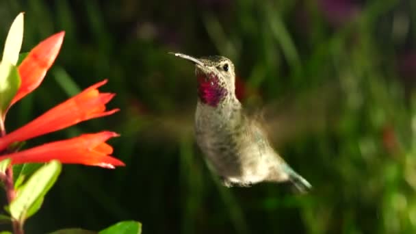 Záběr Kolibřík Návštěv Coralle Fuchsie Nějaké Mrholení Sluníčko — Stock video