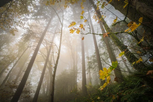 Dies Ist Ein Blick Nach Oben Auf Einen Nebligen Wald — Stockfoto