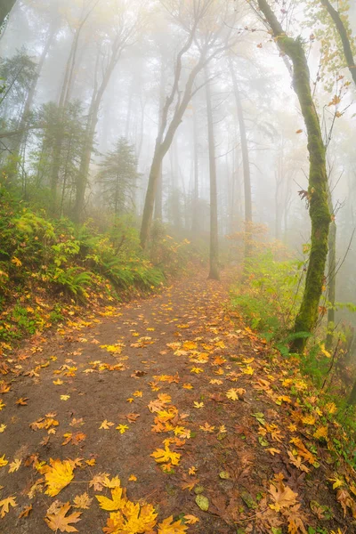 Questa Una Visione Grandangolare Della Foresta Nebbiosa — Foto Stock