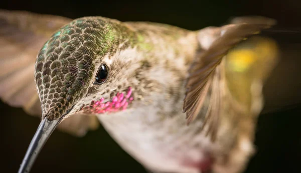 Esta Uma Fotografia Tiro Cabeça Beija Flor — Fotografia de Stock