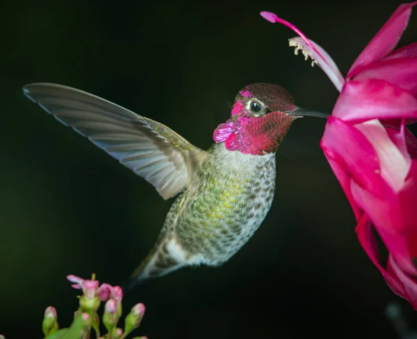 Dies Ist Ein Foto Eines Männlichen Kolibris Mit Reflektierender Feder — Stockfoto