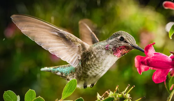 Ett Fotografi Kolibri Med Reflekterande Röda Hakan — Stockfoto