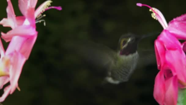 Metraje Colibrí Macho Flotante Muestra Agresividad Cantando Entre Dos Flores — Vídeo de stock