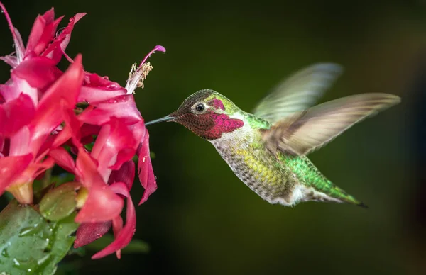 Photograph Male Hummingbird Visits Pink Flowers Dark Green Background — Stock Photo, Image