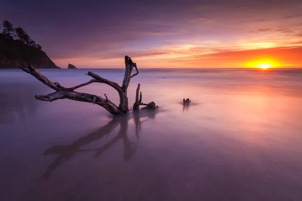Bu ölü bir ağaç Oregon coast gün batımı ile uzun pozlama olduğunu.