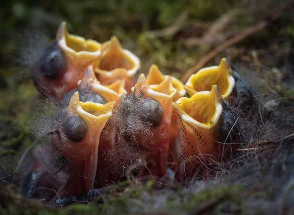 Sekiz yeni doğmuş bebek piliç ağızlarını açıyor..