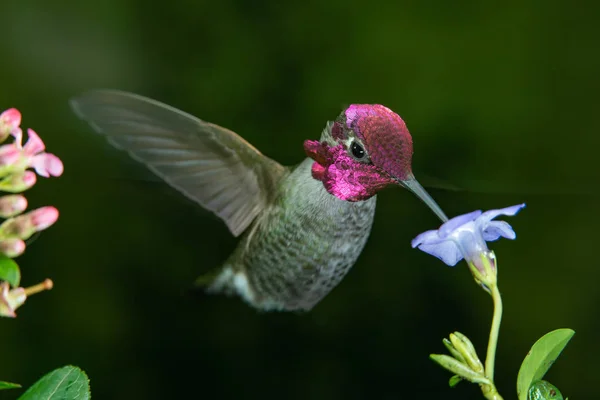 Photograph Male Hummingbird Visits Blue Flower — Stock Photo, Image