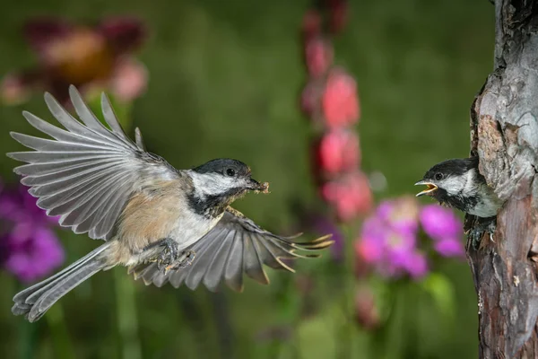 Esta Una Fotografía Una Gallina Volando Regreso Nido Para Alimentar —  Fotos de Stock