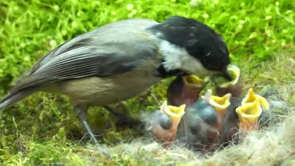 Hora Comida Los Pollos Bebé Chickadee Alimenta Los Bebés Lleva — Vídeo de stock