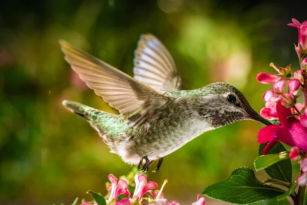 Colibrí visita flores rosas — Foto de Stock