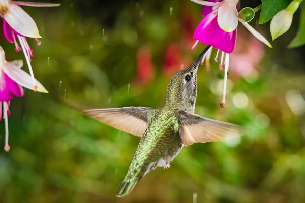 Hummingbird besöker fuchsia i duggregn — Stockfoto