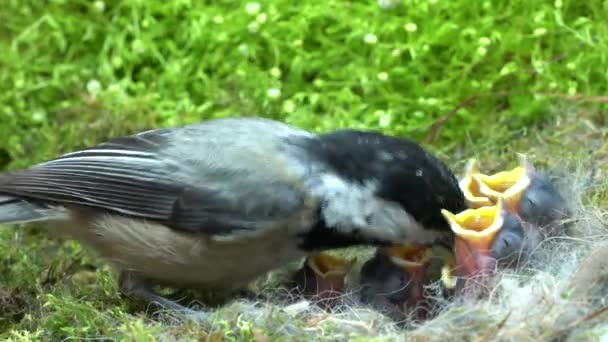 Baby Chickadees Fast Meal Time Chickadee Alimenta Bebês Voar Rapidamente — Vídeo de Stock