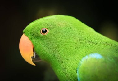 Turuncu gaga ile yeşil papağan