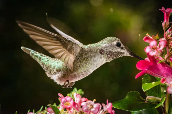 Koliber wizyty różowe kwiaty — Zdjęcie stockowe