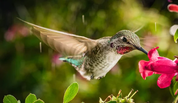 Beija-flor em cores naturais vibrantes — Fotografia de Stock