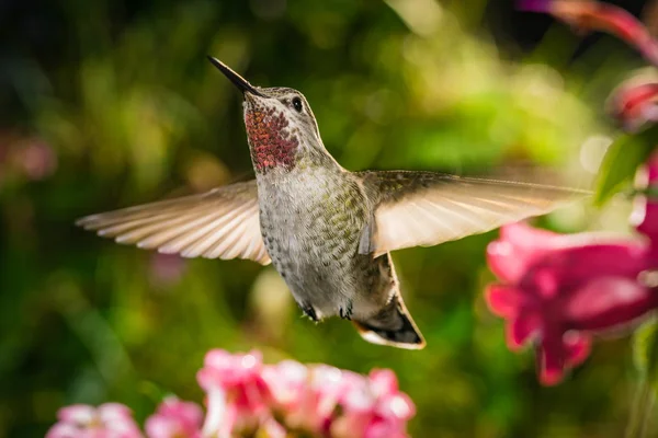 El foco de la belleza natural — Foto de Stock