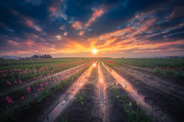 Alguém a ver o nascer do sol no campo de tulipas — Fotografia de Stock