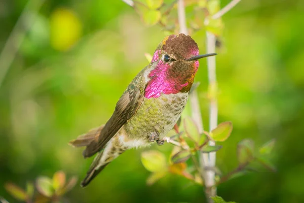 Hummingbird masculino sentar-se no galho — Fotografia de Stock