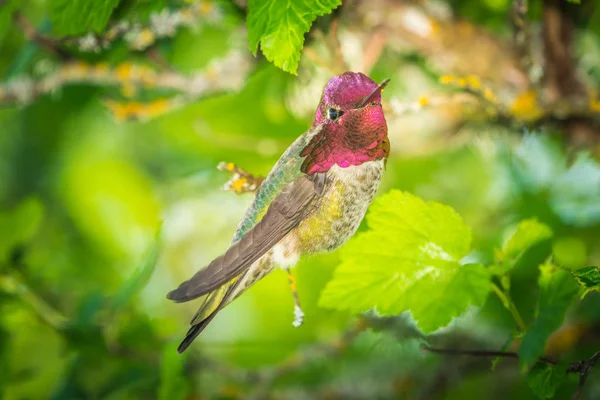 남성 벌새 앉아 에 나뭇 가지 — 스톡 사진