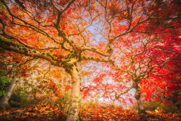 Small Japanese maples in autumn colors — Stock Photo, Image