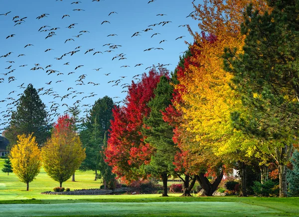 Wild birds flying over colorful autumn foliage