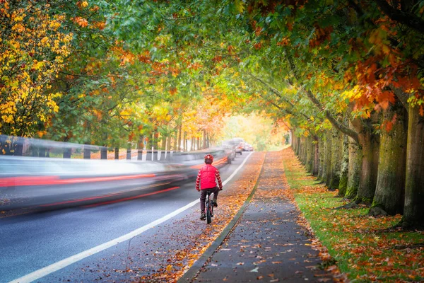 Man riding bicycle on street surrounded by autumn foliage while