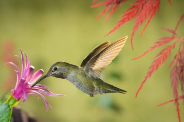 Kızıl ejderha Japon akçaağacı altında pembe çiçekleri ziyaret eden dişi sinekkuşu.