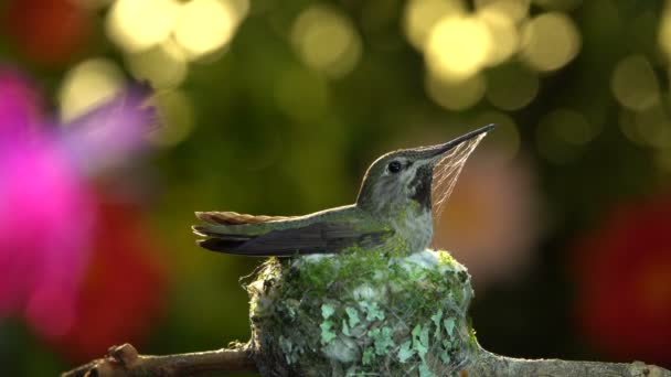 Yuvasını Bokeh Arka Planıyla Güçlendirmek Için Örümcek Ağıyla Dolu Bir — Stok video