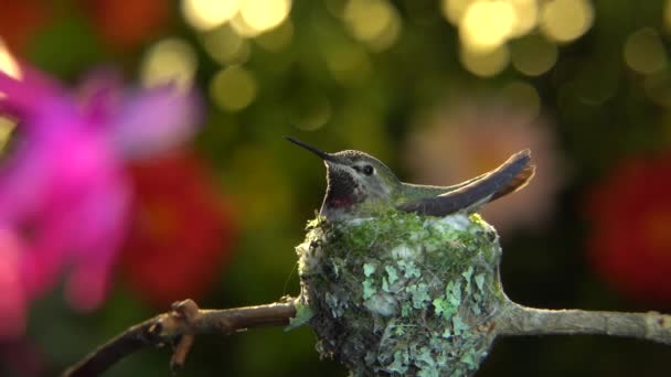 Koliber Samica Startująca Gniazda Wietrznym Momencie Odwiedzająca Kwiat Chwilę Przed — Wideo stockowe
