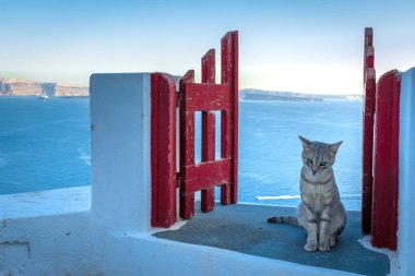 Santorini Island, Yunanistan: caldera Caldera güzel bir kedi bir geçitle detayını Simgesel Yapı