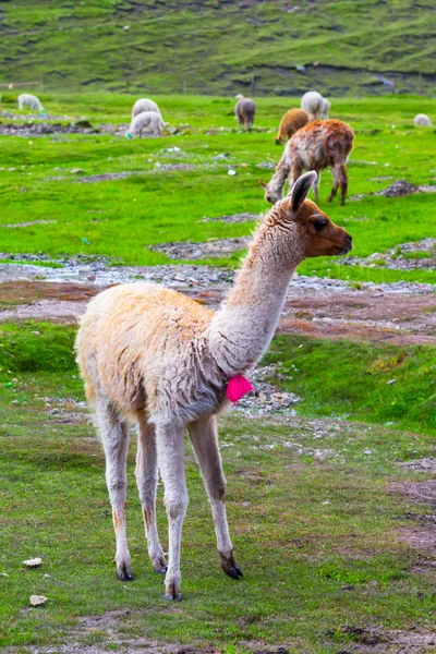 Alpaca merumput di Machu Picchu, Cuzco, Peru — Stok Foto