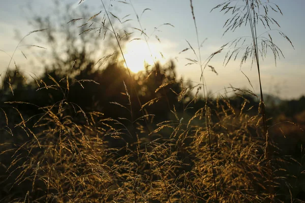 Fili Erba Con Retroilluminazione Del Sole Tramonto — Foto Stock