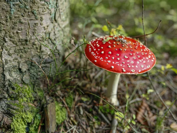 Nahaufnahme Eines Roten Fliegenpilzes Wald — Stockfoto