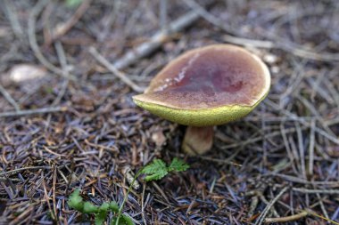 portre ormandaki yenilebilir mantar