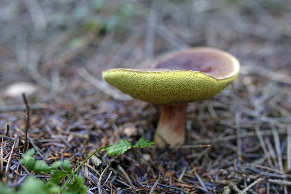 Nahaufnahme Von Speisepilzen Wald — Stockfoto