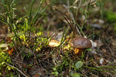 orman çalılar ormandaki sığ derinlik-in tarla yenilebilir mantar ile
