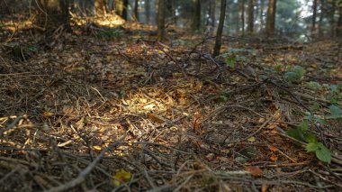 orman çalılar, sığ derinlik-in tarla