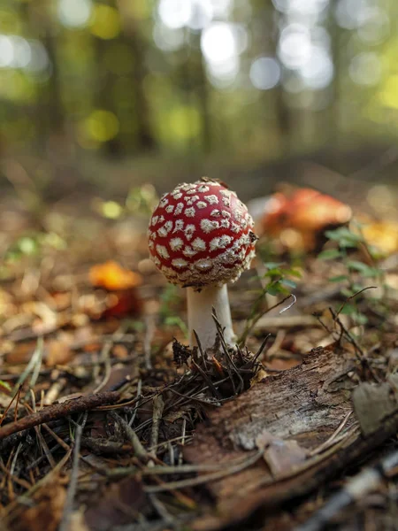 Nahaufnahme Eines Roten Fliegenpilzes Wald — Stockfoto