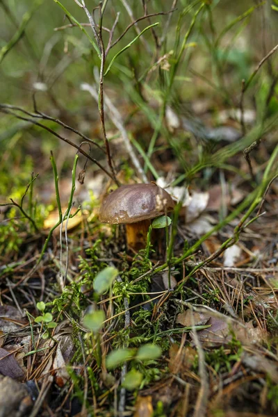 Waldunterholz Mit Essbarem Pilz Wald Geringe Schärfentiefe — Stockfoto