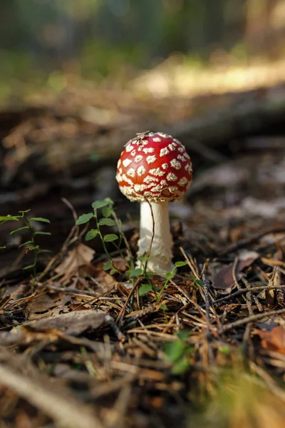 Nahaufnahme Eines Roten Fliegenpilzes Wald — Stockfoto