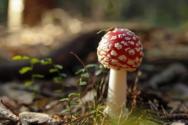 Closeup Červená Muchomůrka Lese — Stock fotografie