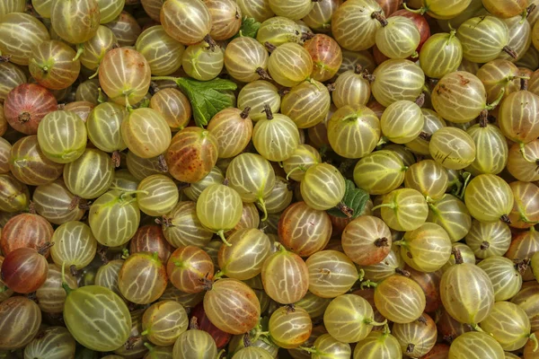 Krusbär Frukter Bakgrund Eller Konsistens — Stockfoto