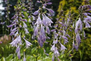 mor çiçekler closeup