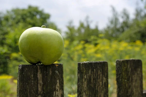 Green Apple Old Wooden Fence — Stock Photo, Image