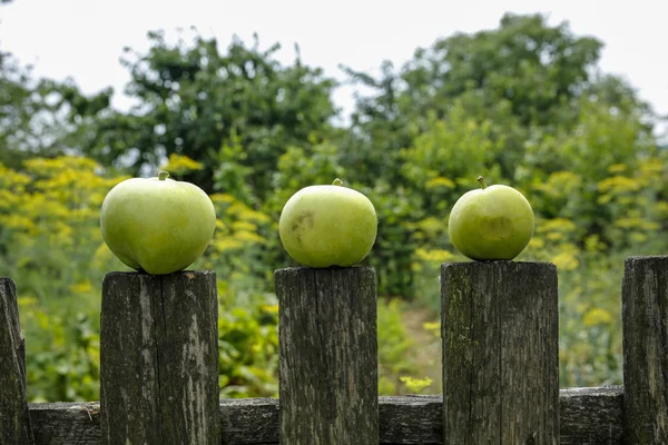 Green Apple Old Wooden Fence — Stock Photo, Image