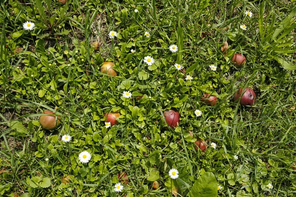 Margaritas Flores Manzanas Hierba — Foto de Stock